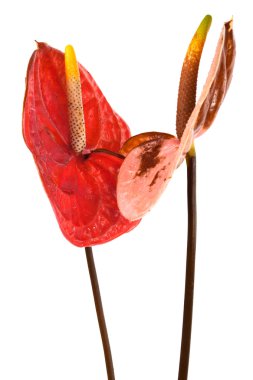 iki anthurium