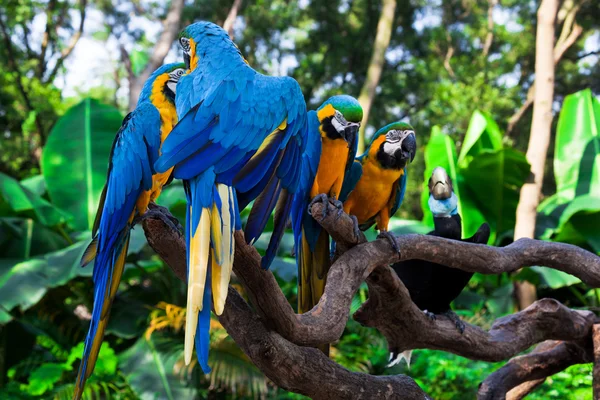 Παπαγάλοι σε ένα δέντρο — Φωτογραφία Αρχείου