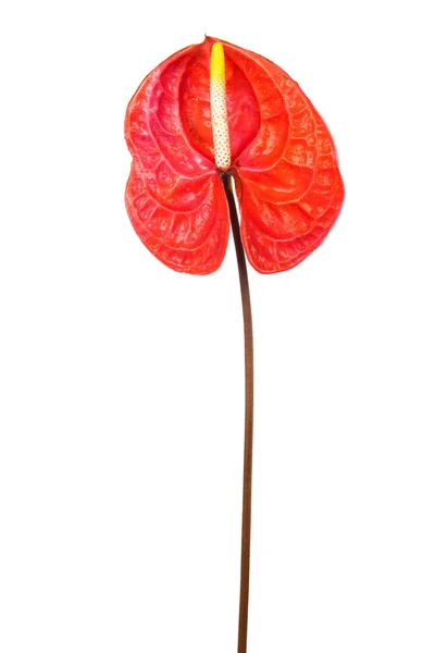 Beautiful red anthurium — Stock Photo, Image