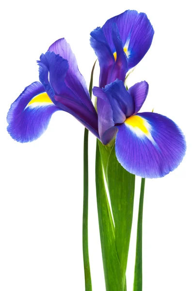 Iris púrpura —  Fotos de Stock