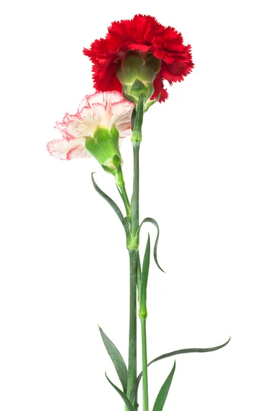 红白康乃馨 — 图库照片
