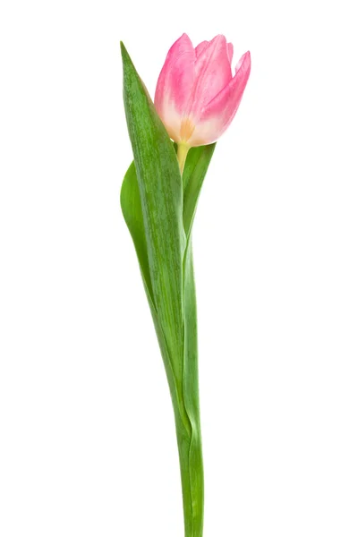 Schöne rosa Tulpe — Stockfoto