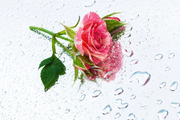 Роза на зеркале — стоковое фото