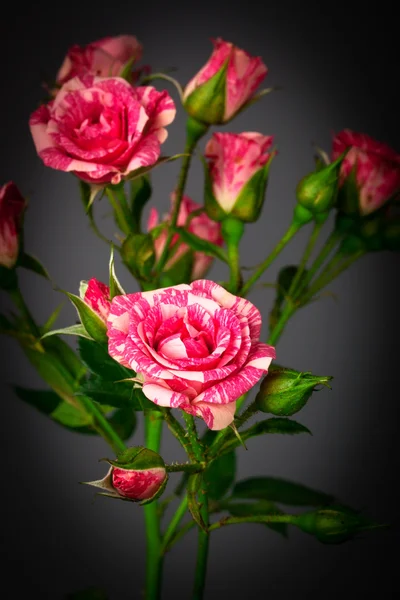 Lindas rosas perto — Fotografia de Stock