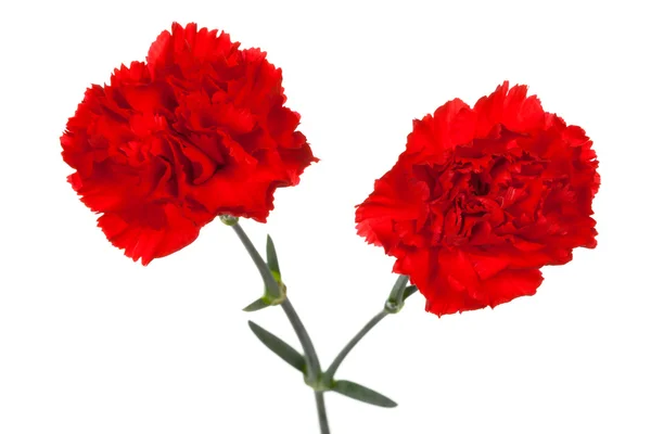 两个红色康乃馨 — 图库照片