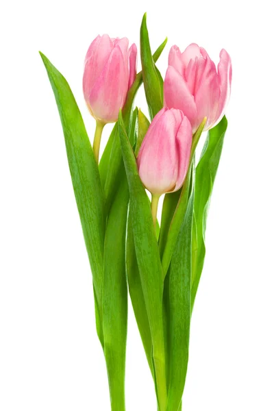 Три рожеві тюльпани — стокове фото