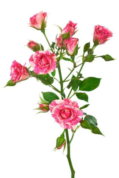 Branch of roses — Stock Photo, Image