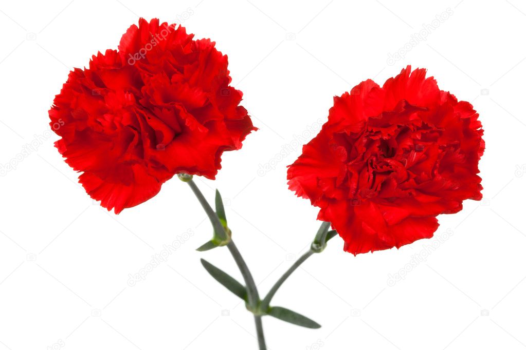 Two red carnations