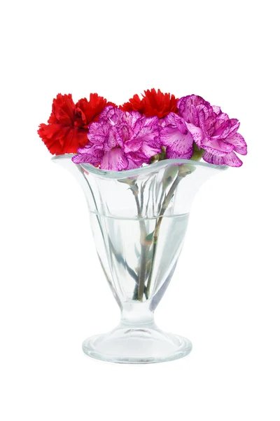 Carnation in a glass vase — Stock Photo, Image