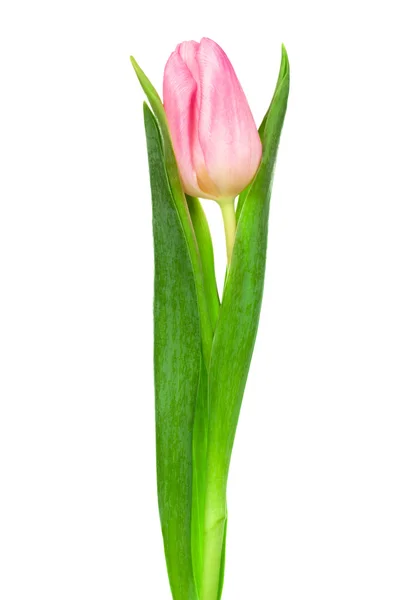 Одномісний рожевий tulip — стокове фото