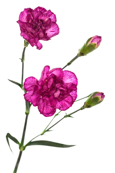Schönheit lila Nelken — Stockfoto