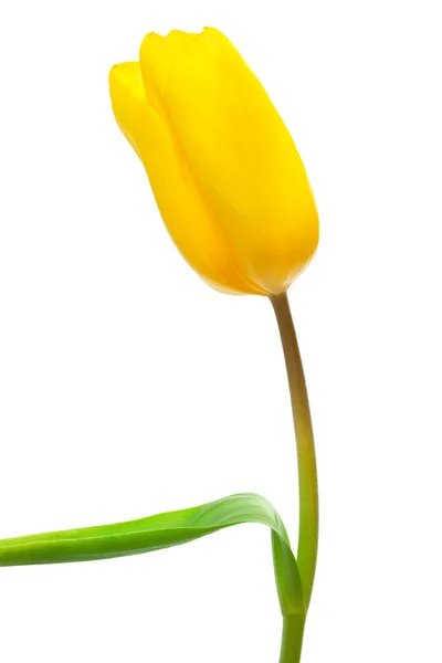 Einzelne gelbe Tulpe — Stockfoto