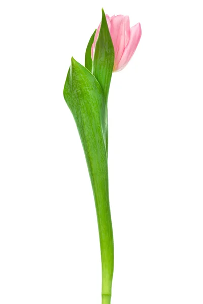 Enkele roze tulp — Stockfoto