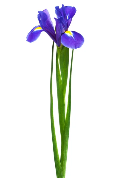 Свіжість фіолетовий Ірис — стокове фото