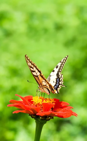 stock image Butterfly on a red flower