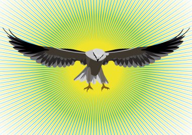 Hawk volant clipart