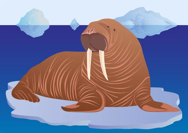 Walrus op pakijs — Stockvector