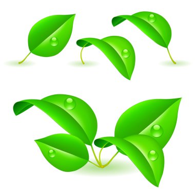 Green leaves. clipart