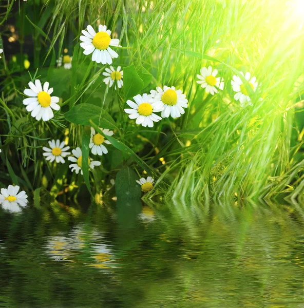 Kwiaty w trawie — Zdjęcie stockowe