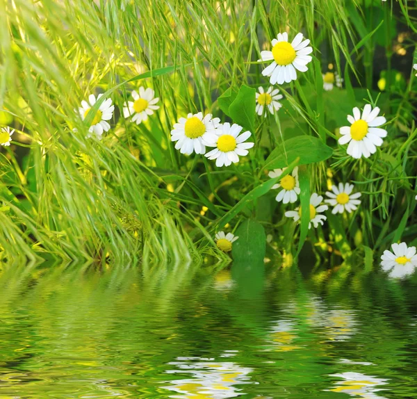 Цветы в траве — стоковое фото