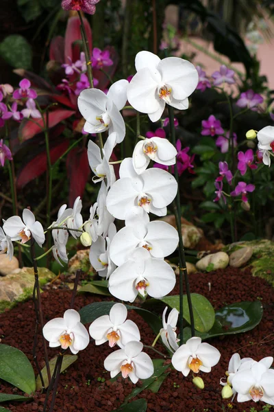 Крупним Планом Красива Квітуча Орхідея — стокове фото