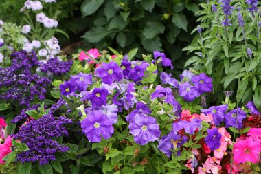 flowerbed paris güzel pembe ve Lila çiçek