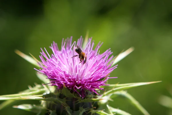 stock image Thistle and bee