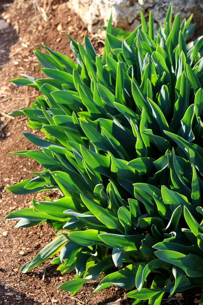 地面に新鮮な緑の植物 — ストック写真