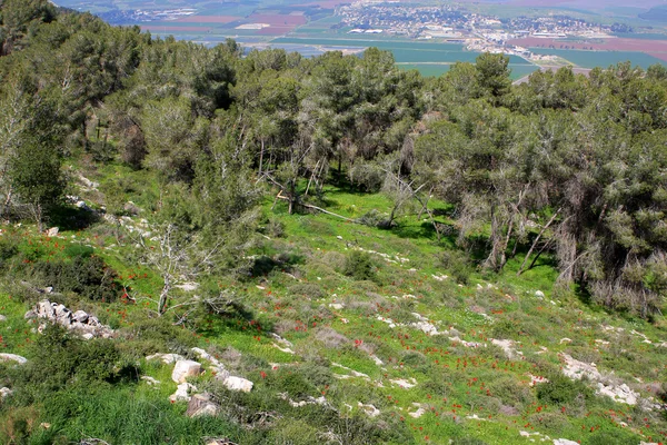 Gilboa — 스톡 사진