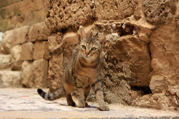 stock image Tabby cat