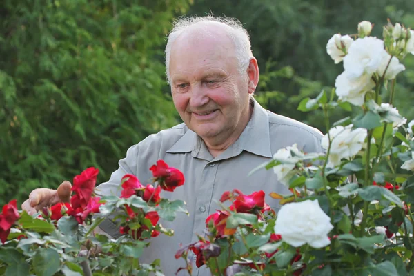 Portrét pěstitele růží — Stock fotografie