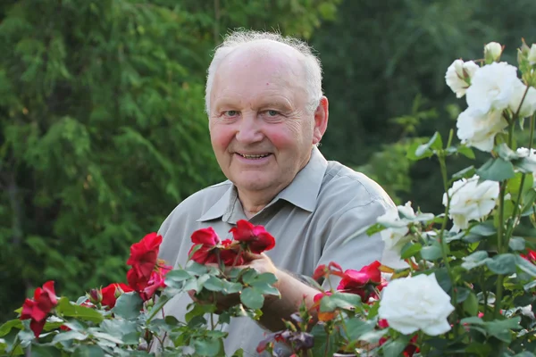 Retrato de cultivador de rosas — Fotografia de Stock