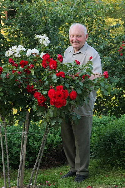 Καλλιεργητή των τριαντάφυλλων — Φωτογραφία Αρχείου