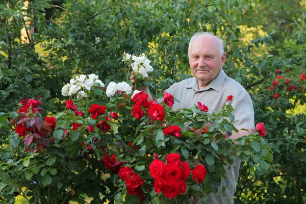 Grower of roses — Stock Photo, Image