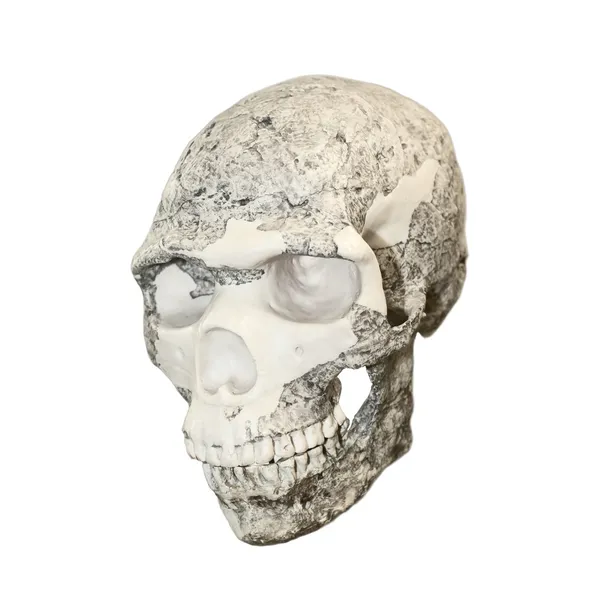 Stock image The photo shows a skull on a white background