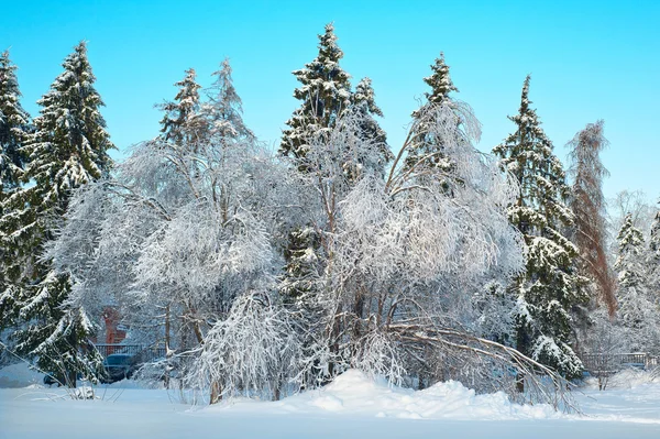 这张照片显示了白雪覆盖的树木 — 图库照片