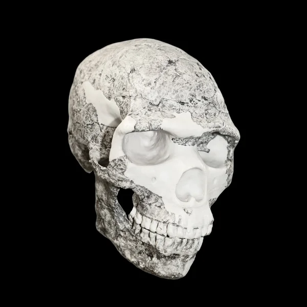 stock image The Skull