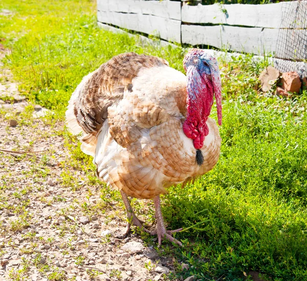 Photo Shows Turkeys Farm — Stock Photo, Image