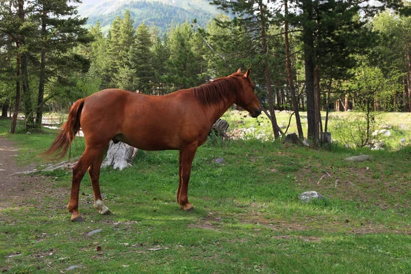 Лошадь на лесной поляне — стоковое фото
