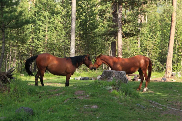 Beso de dos caballos — Foto de Stock