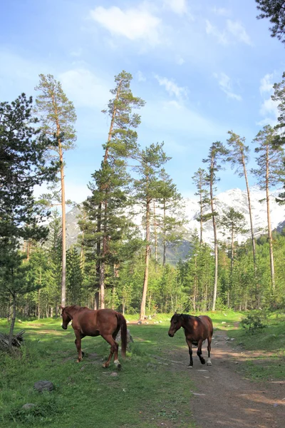 Dos caballos. —  Fotos de Stock