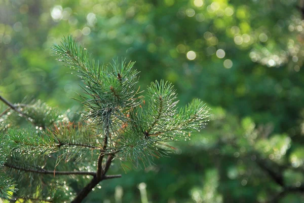 Stock image Pine branch