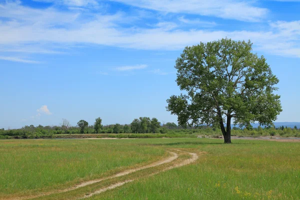 Yol ve yalnız ağacı — Stok fotoğraf