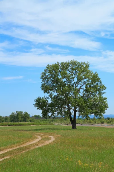 Silniční a osamělý strom — Stock fotografie