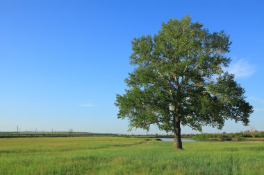 Lone poplar clipart