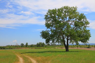 Lone poplar clipart