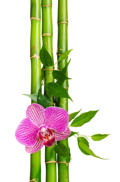 竹フレームと白い背景の上の蘭 — ストック写真