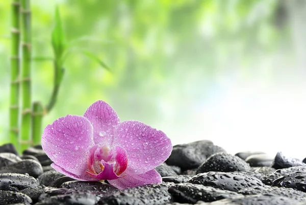 Zen Stones Orchidej Vodě — Stock fotografie