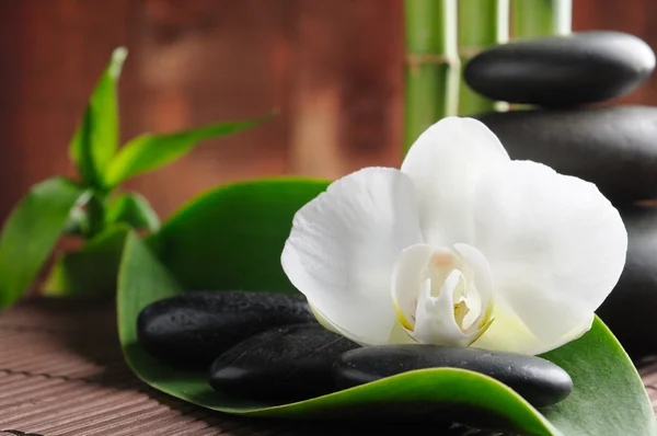 Wellness Konzept Zen Basaltsteine Und Orchidee — Stockfoto