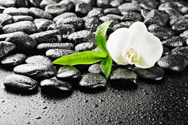 禅宗石头和水中的白色兰花 — 图库照片